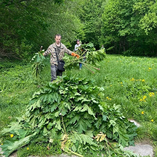 Заказать уничтожение борщевика Орехово-Зуево