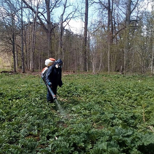 Заказать уничтожение борщевика Курган