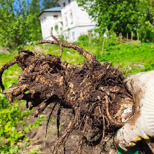 Заказать уничтожение борщевика Слюдянка