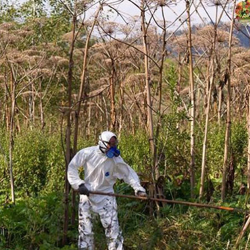 Заказать уничтожение борщевика Орехово-Зуево-М